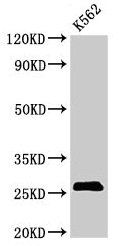 SPCS2 Antibody - Western Blot Positive WB detected in: K562 whoel cell lysate All lanes: SPCS2 antibody at 3µg/ml Secondary Goat polyclonal to rabbit IgG at 1/50000 dilution Predicted band size: 26 kDa Observed band size: 26 kDa
