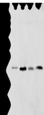 SPCS2 Antibody - Western blot analysis of Rat lung tissue HT-29 cell Mouse adrenal gland tissue and K-562 cell  using SPCS2 Polyclonal Antibody at dilution of 1:450