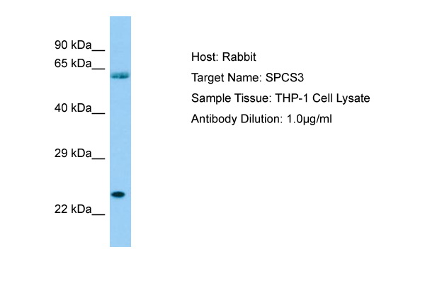 SPCS3 Antibody -  This image was taken for the unconjugated form of this product. Other forms have not been tested.