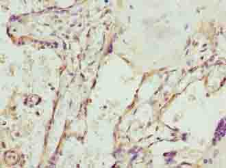 SPCS3 Antibody - Immunohistochemistry of paraffin-embedded human placenta tissue using antibody at dilution of 1:100.