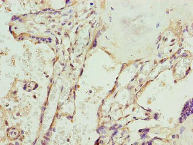 SPCS3 Antibody - Immunohistochemistry of paraffin-embedded human placenta tissue using SPCS3 Antibody at dilution of 1:100