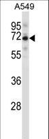 SPDL1 / CCDC99 Antibody - CCDC99 Antibody western blot of A549 cell line lysates (35 ug/lane). The CCDC99 antibody detected the CCDC99 protein (arrow).