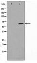 SPDL1 / CCDC99 Antibody - Western blot of NIH-3T3 cell lysate using CCDC99 Antibody