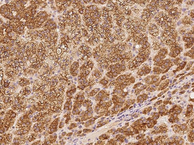 SPDYC Antibody - Immunochemical staining of human SPDYC in human adrenal gland with rabbit polyclonal antibody at 1:500 dilution, formalin-fixed paraffin embedded sections.