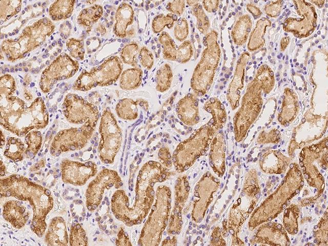 SPDYC Antibody - Immunochemical staining of human SPDYC in human kidney with rabbit polyclonal antibody at 1:500 dilution, formalin-fixed paraffin embedded sections.