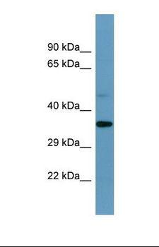 SPDYE1 Antibody - Western blot of Human U937 . SPDYE1 antibody dilution 1.0 ug/ml.  This image was taken for the unconjugated form of this product. Other forms have not been tested.