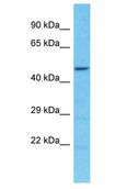 SPDYE2L Antibody - SPDYE2B / SPDYE2L antibody Western Blot of HeLa. Antibody dilution: 1 ug/ml.  This image was taken for the unconjugated form of this product. Other forms have not been tested.