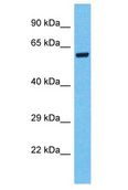 SPDYE3 Antibody - SPDYE3 antibody Western Blot of HeLa. Antibody dilution: 1 ug/ml.  This image was taken for the unconjugated form of this product. Other forms have not been tested.