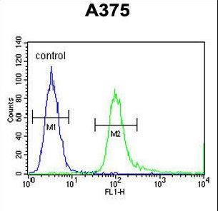 SPDYE3 Antibody - SPDYE3 Antibody flow cytometry of A375 cells (right histogram) compared to a negative control cell (left histogram). FITC-conjugated goat-anti-rabbit secondary antibodies were used for the analysis.