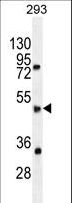 SPDYE5 Antibody - SPDYE5 Antibody western blot of 293 cell line lysates (35 ug/lane). The SPDYE5 antibody detected the SPDYE5 protein (arrow).