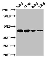 SPEB Antibody - Western Blot Positive WB detected in Recombinant protein All lanes: speB antibody at 2.8µg/ml Secondary Goat polyclonal to rabbit IgG at 1/50000 dilution Predicted band size: 44 kDa Observed band size: 44 kDa