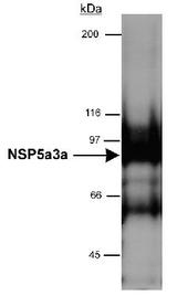 SPECC1 / CYTSB Antibody - Detection of NSP5a3a in HeLa whole cell lysate (RIPA) using NSP-5a3a [Novel Structure Protein, 5 alpha, 3 alpha] Antibody. 0.5 ug/ml dilution, 15 second ECL detection.  This image was taken for the unconjugated form of this product. Other forms have not been tested.