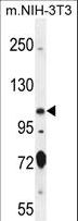 SPECC1 / CYTSB Antibody - SPECC1 Antibody western blot of mouse NIH-3T3 cell line lysates (35 ug/lane). The SPECC1 antibody detected the SPECC1 protein (arrow).