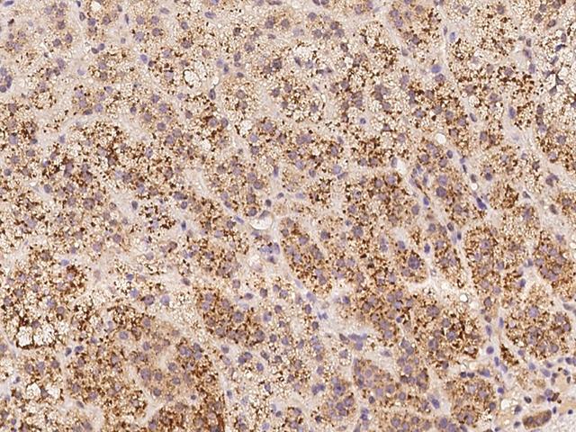 SPECC1L Antibody - Immunochemical staining of human SPECC1L in human adrenal gland with rabbit polyclonal antibody at 1:100 dilution, formalin-fixed paraffin embedded sections.