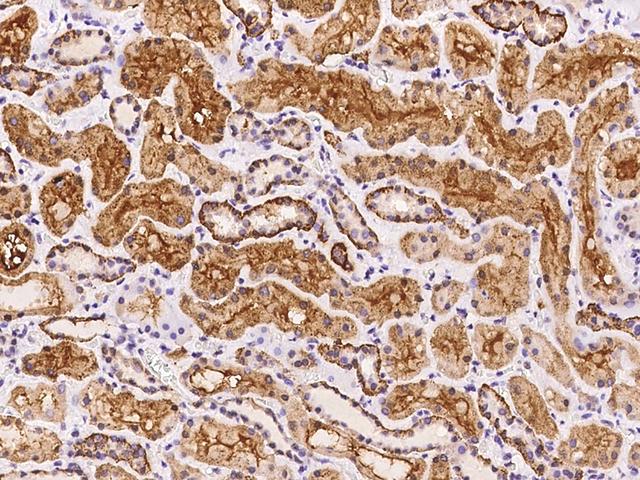 SPECC1L Antibody - Immunochemical staining of human SPECC1L in human kidney with rabbit polyclonal antibody at 1:100 dilution, formalin-fixed paraffin embedded sections.