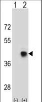SPEM1 Antibody - Western blot of SPEM1 (arrow) using rabbit polyclonal SPEM1 Antibody. 293 cell lysates (2 ug/lane) either nontransfected (Lane 1) or transiently transfected (Lane 2) with the SPEM1 gene.