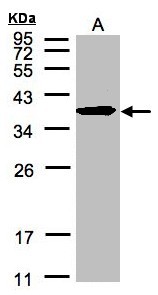 SPFH2 / ERLIN2 Antibody - Sample (30 ug of whole cell lysate). A: HeLa S3. 12% SDS PAGE. SPFH2 / ERLIN2 antibody diluted at 1:500