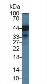 SPFH2 / ERLIN2 Antibody - Western Blot; Sample: Human Hela cell lysate; ;Primary Ab: 1µg/ml Rabbit Anti-Human ERLIN2 Antibody;Second Ab: 0.2µg/mL HRP-Linked Caprine Anti-Rabbit IgG Polyclonal Antibody;