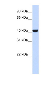 SPFH2 / ERLIN2 Antibody - ERLIN2 / SPFH2 antibody Western blot of 293T cell lysate. This image was taken for the unconjugated form of this product. Other forms have not been tested.