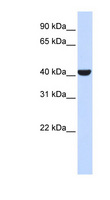 SPFH2 / ERLIN2 Antibody - ERLIN2 / SPFH2 antibody Western blot of 293T cell lysate. This image was taken for the unconjugated form of this product. Other forms have not been tested.