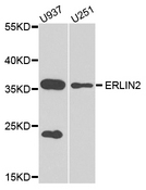 SPFH2 / ERLIN2 Antibody - Western blot analysis of extract of various cells.