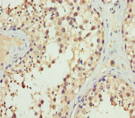 SPFH2 / ERLIN2 Antibody - Immunohistochemistry of paraffin-embedded human testis tissue at dilution 1:100