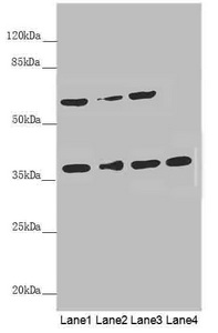 SPFH2 / ERLIN2 Antibody - Western blot All Lanes: ERLIN2 antibody at 3.1 ug/ml Lane 1: 293T whole cell lysate Lane 2: HepG-2 whole cell lysate Lane 3: U251 whole cell lysate Lane 4: Hela whole cell lysate Secondary Goat polyclonal to rabbit IgG at 1/10000 dilution Predicted band size: 38,17,23 kDa Observed band size: 38,60 kDa