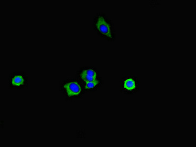 SPFH2 / ERLIN2 Antibody - Immunofluorescent analysis of HepG2 cells diluted at 1:100 and Alexa Fluor 488-congugated AffiniPure Goat Anti-Rabbit IgG(H+L)