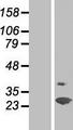 SPFH2 / ERLIN2 Protein - Western validation with an anti-DDK antibody * L: Control HEK293 lysate R: Over-expression lysate