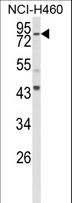 SPG20 / SPARTIN Antibody - Western blot of SPG20 Antibody in NCI-H460 cell line lysates (35 ug/lane). SPG20 (arrow) was detected using the purified antibody.