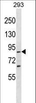 SPG20 / SPARTIN Antibody - SPG20 Antibody western blot of 293 cell line lysates (35 ug/lane). The SPG20 antibody detected the SPG20 protein (arrow).