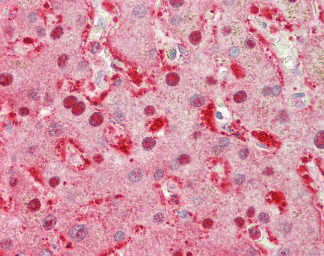 SPG21 / MAST Antibody - Human Liver: Formalin-Fixed, Paraffin-Embedded (FFPE).  This image was taken for the unconjugated form of this product. Other forms have not been tested.
