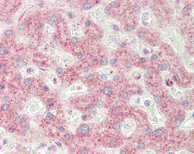 SPG21 / MAST Antibody - Human Liver: Formalin-Fixed, Paraffin-Embedded (FFPE).  This image was taken for the unconjugated form of this product. Other forms have not been tested.