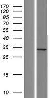 SPG21 / MAST Protein - Western validation with an anti-DDK antibody * L: Control HEK293 lysate R: Over-expression lysate