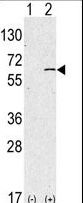 SPHK / SPHK1 Antibody - Western blot of anti-hSPHK1-M1 antibody in 293 cell line lysates transiently transfected with the SPHK1 gene (2 ug/lane). hSPHK1-M1(arrow) was detected using the purified antibody.