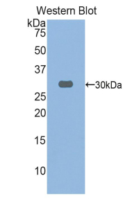 SPHK / SPHK1 Antibody - Western blot of recombinant SPHK / SPHK1.  This image was taken for the unconjugated form of this product. Other forms have not been tested.