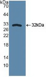 SPHK / SPHK1 Antibody - Western Blot; Sample: Recombinant SPHK1, Human.