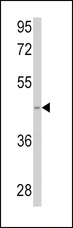 SPHK / SPHK1 Antibody - Western blot of anti-SPHK1 Antibody in 293 cell line lysates (35 ug/lane). SPHK1 (arrow) was detected using the purified antibody.