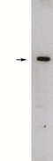 SPHK / SPHK1 Antibody - Western blot of rat kidney lysate (10 ug/lane), detection of endogenous Sphingosine kinase 1, long form using Sphingosine kinase 1, long form (1 ug/ml), HRP anti-rabbit was used at 1:75k, and developed with Pierce Super Signal West Femto. 