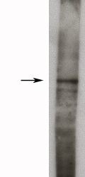 SPHK / SPHK1 Antibody - Western blot of rat kidney lysate (10 ug/lane), detection of endogenous Sphingosine kinase 1, long form using Sphingosine Kinase 1, Long Form (3 ug/ml), HRP anti-rabbit was used at 1:75k, and developed with Pierce Super Signal West Femto. 
