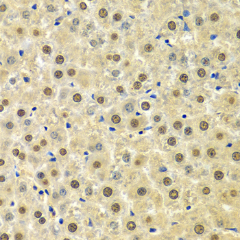 SPHK / SPHK1 Antibody - Immunohistochemistry of paraffin-embedded rat liver using SPHK1 Antibodyat dilution of 1:100 (40x lens).