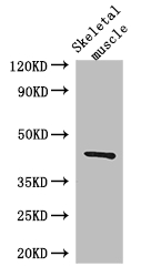 SPHK / SPHK1 Antibody - Positive WB detected in:Mouse skeletal muscle tissue;All lanes: SPHK1 antibody at 3ug/ml;Secondary;Goat polyclonal to rabbit IgG at 1/50000 dilution;Predicted band size: 43,52,44 kDa;Observed band size: 43 kDa;