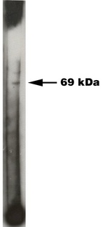 SPHK2 Antibody - Western blot of Sphingosine Kinase 2 antibody on 50 ng of recombinant Sphinogsine Kinase 2 enzyme. Antibody used at 1:200 dilution. Visualized using Pierce West Femto substrate system. Secondary used at 1:30k dilution. Exposure for 45 seconds.