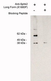 SPHK2 Antibody - Western blot of endogenous sphingosine kinase 2 LF detection in Jurkat cell lysate (4 ug/lane) using Sphingosine Kinase 2, Long Form (1 ug/ml) developed using anti-rabbit HRP (1:75K) and Pierce Super Signal west Femto. 