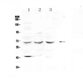 SPHK2 Antibody - Western blot - Anti-SPHK2 Picoband antibody