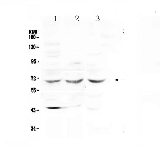 SPHK2 Antibody - Western blot - Anti-SPHK2 Picoband antibody