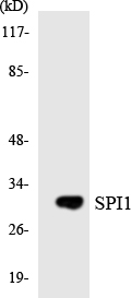 SPI1 / PU.1 Antibody - Western blot analysis of the lysates from HUVECcells using SPI1 antibody.