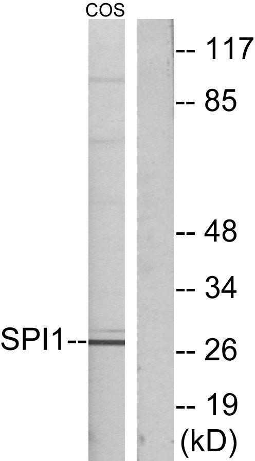 SPI1 / PU.1 Antibody - Western blot analysis of lysates from COS7 cells, using SPI1 Antibody. The lane on the right is blocked with the synthesized peptide.