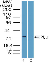 SPI1 / PU.1 Antibody - Western blot of PU.1 in U937 cell lysate in the 1) absence and 2) presence of immunizing peptide using Polyclonal Antibody to PU.1 at 4 ug/ml. Goat anti-rabbit Ig HRP secondary antibody, and PicoTect ECL substrate solution were used for this test.