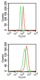 SPI1 / PU.1 Antibody - Intracellular flow cytometry of PU.1 in mouse RAW cells (top) and PMA treated (20 ng/ml, overnight) human ThP1 cells (bottom) using 1.25 ug/10^6 cells. Green peak represents isotype control, ; red represents anti-PU.1 antibody.